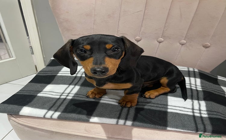 Miniature Dachshund dogs - Advert 13