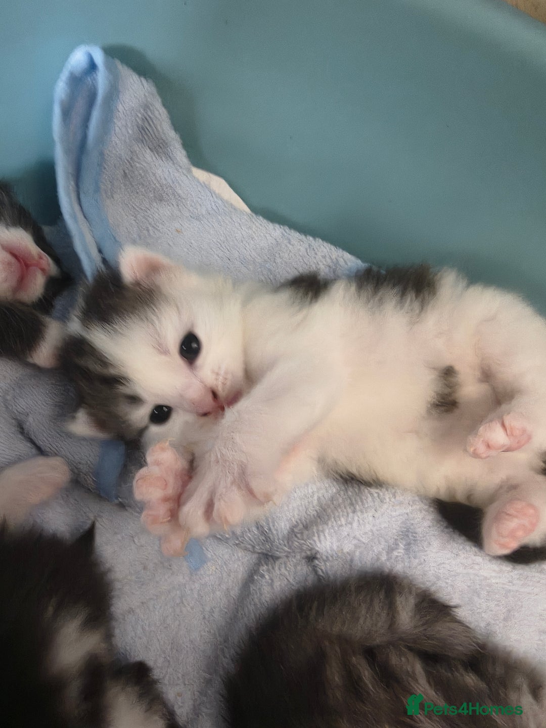 Maine Coon cats for sale: Beautiful Maine Coon cross kittens - Image 7