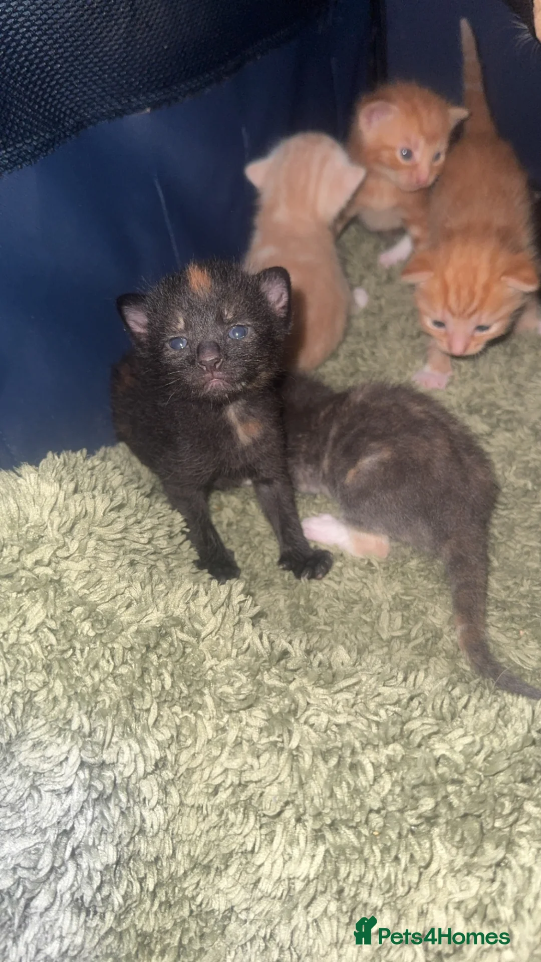 Mixed Breed cats for sale: 7 stunning kittens - Advert 2