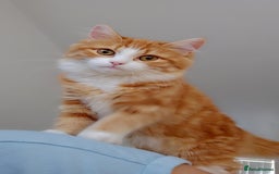 Persian cats for sale: Mink coloured Persian Mixed boys - Image 20