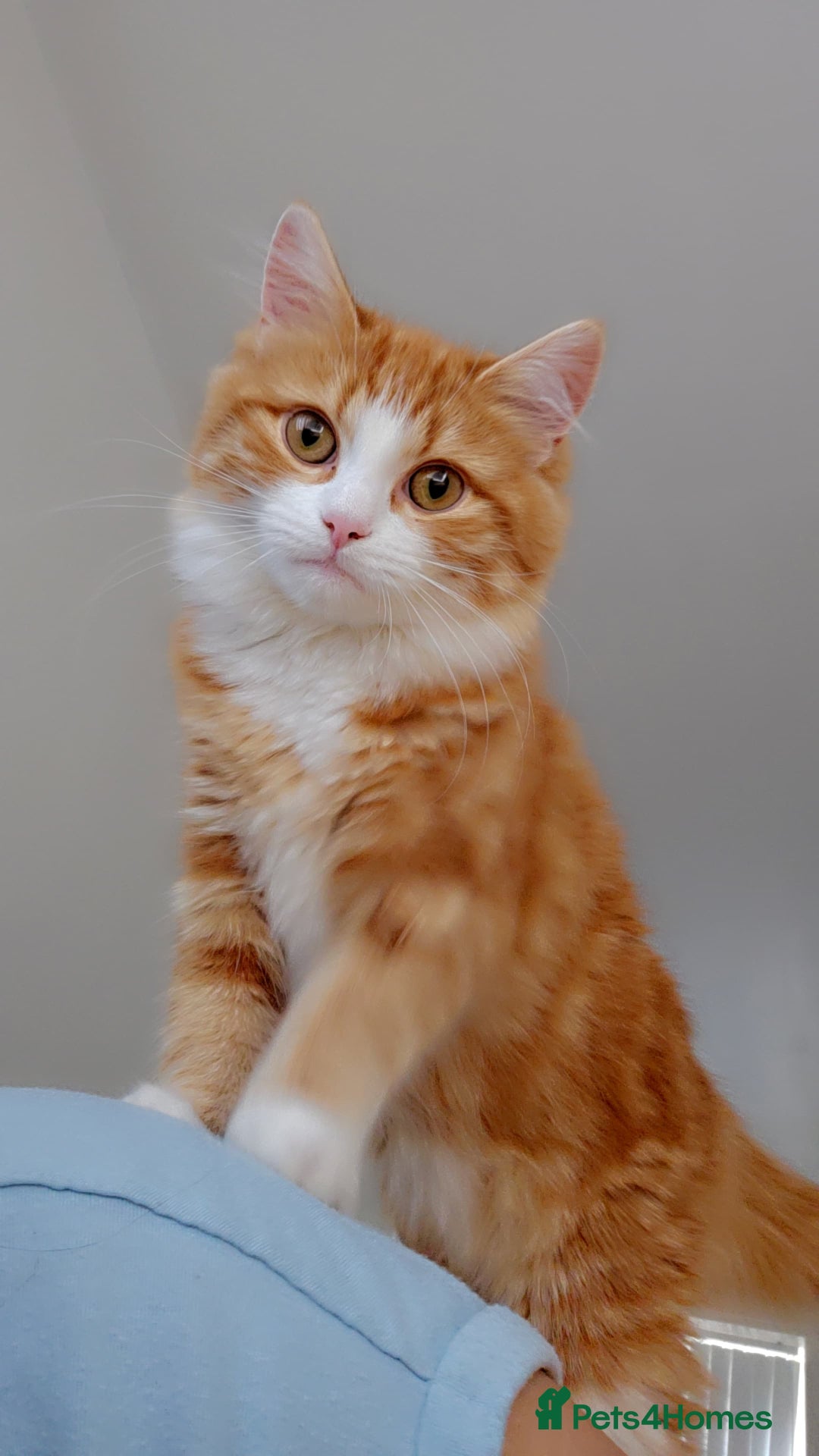 Persian cats for sale: Mink coloured Persian Mixed boys - Image 20