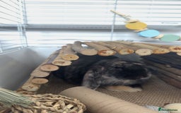 Mixed Breed rabbits for sale: Bunny for sale  - Image 2