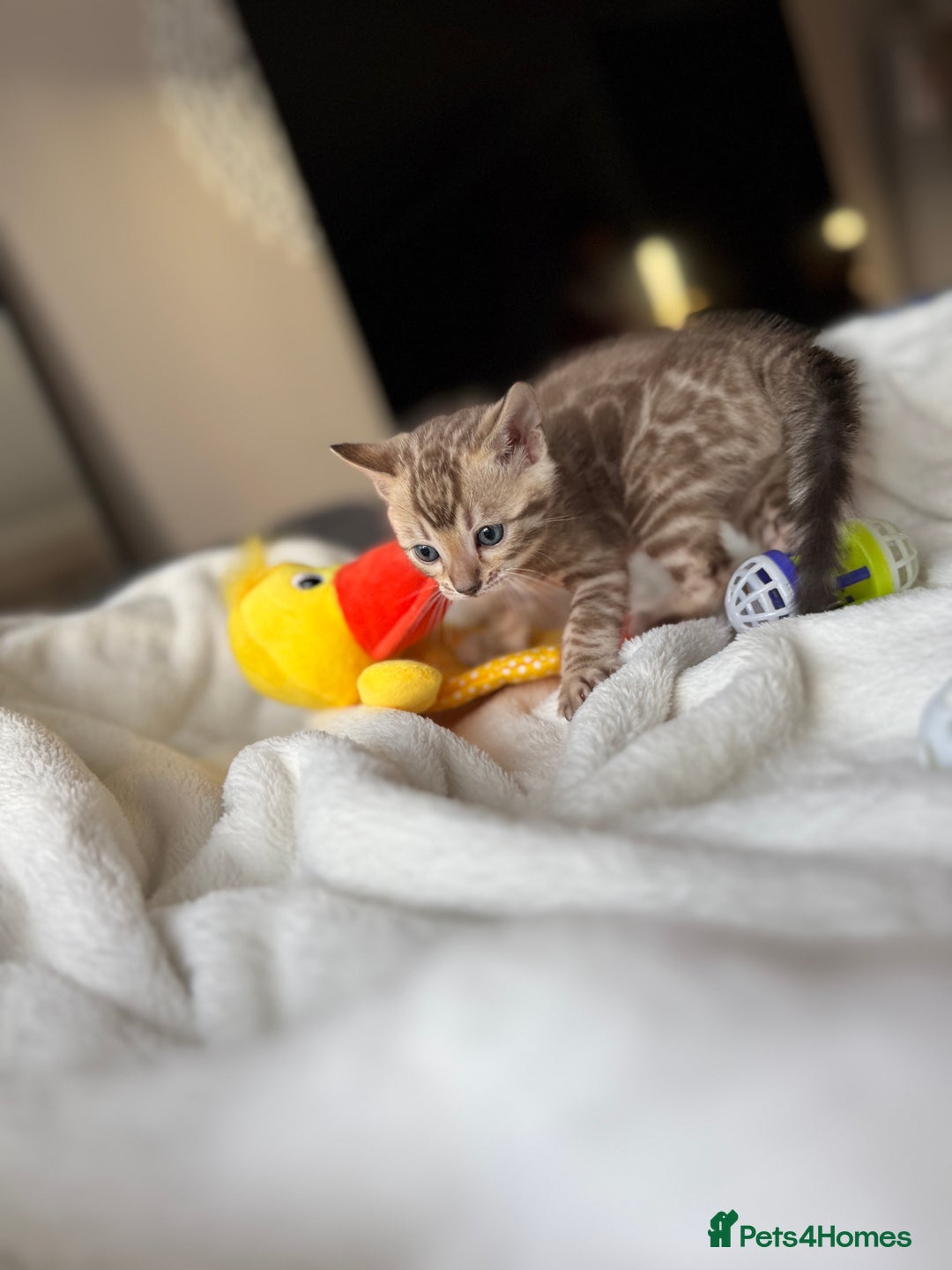 Bengal cats for sale: Purebred Bengal Kittens – Ready for Loving Homes - Advert 16