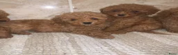 Toy Poodle dogs for sale: Beautiful Red Toy Poodle Puppies For Sale - Advert 4