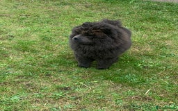 Chow Chow dogs for sale: Beautiful blue fluffy female chow 3 months  - Advert 1