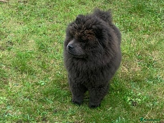 Chow Chow dogs - Advert 6