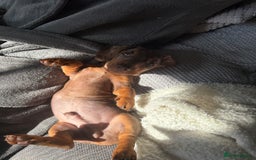 Miniature Dachshund dogs for sale: 11 week old miniature dachshund  - Image 5