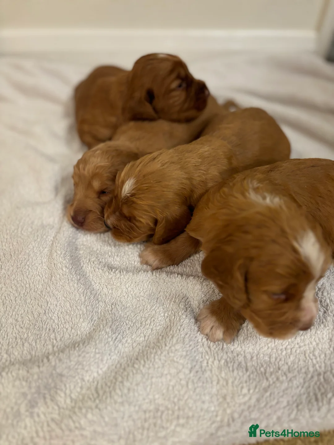 Cocker Spaniel dogs for sale: Working type cocker spaniel puppys - Advert 11