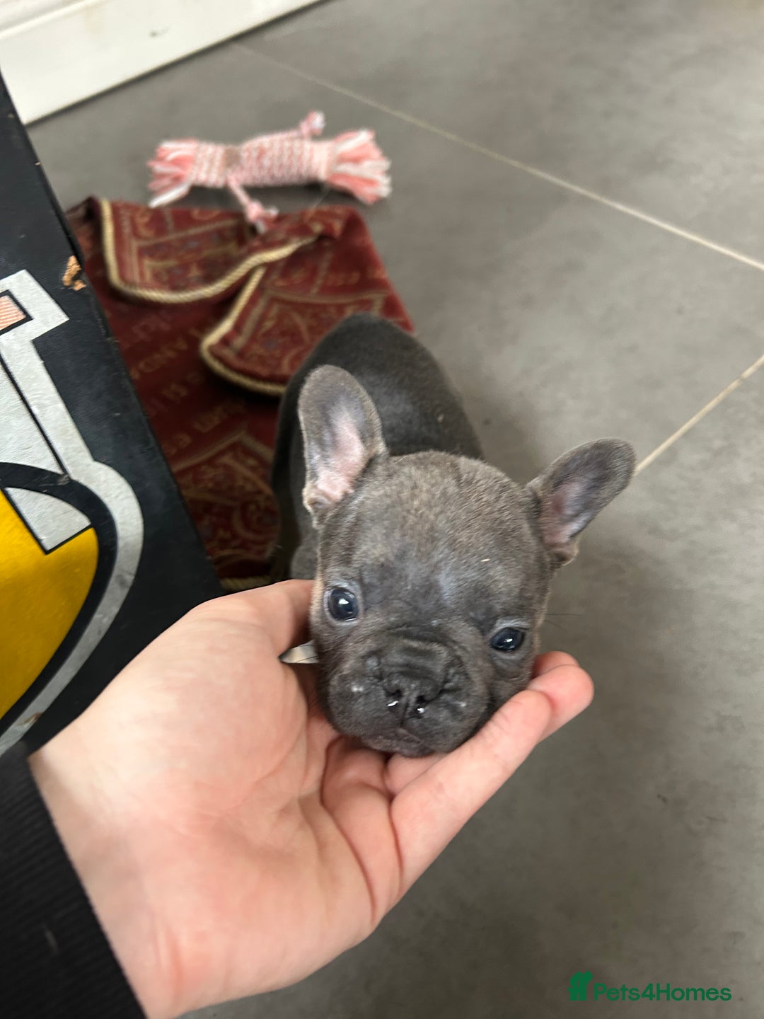 French Bulldog dogs for sale: Full pedigree French bulldog puppies  - Image 12