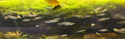 Cichlids fish for sale: Kribensis cichlids for sale all sizes/ages - Advert 5