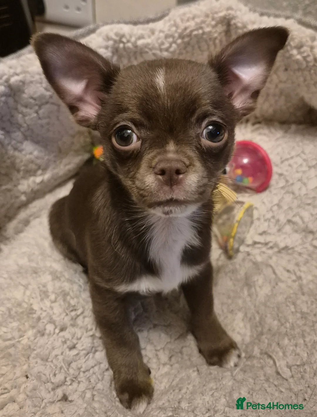 Chihuahua dogs for sale: KC chihuahua puppies  - Advert 7
