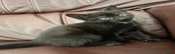 Mixed Breed cats for sale: 4 beautiful kittens  - Advert 4