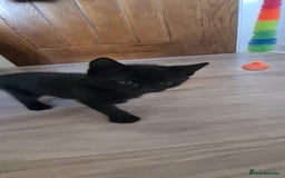 British Shorthair cats for sale: Lovely 1 black and 2 black & white kitten - Image 21