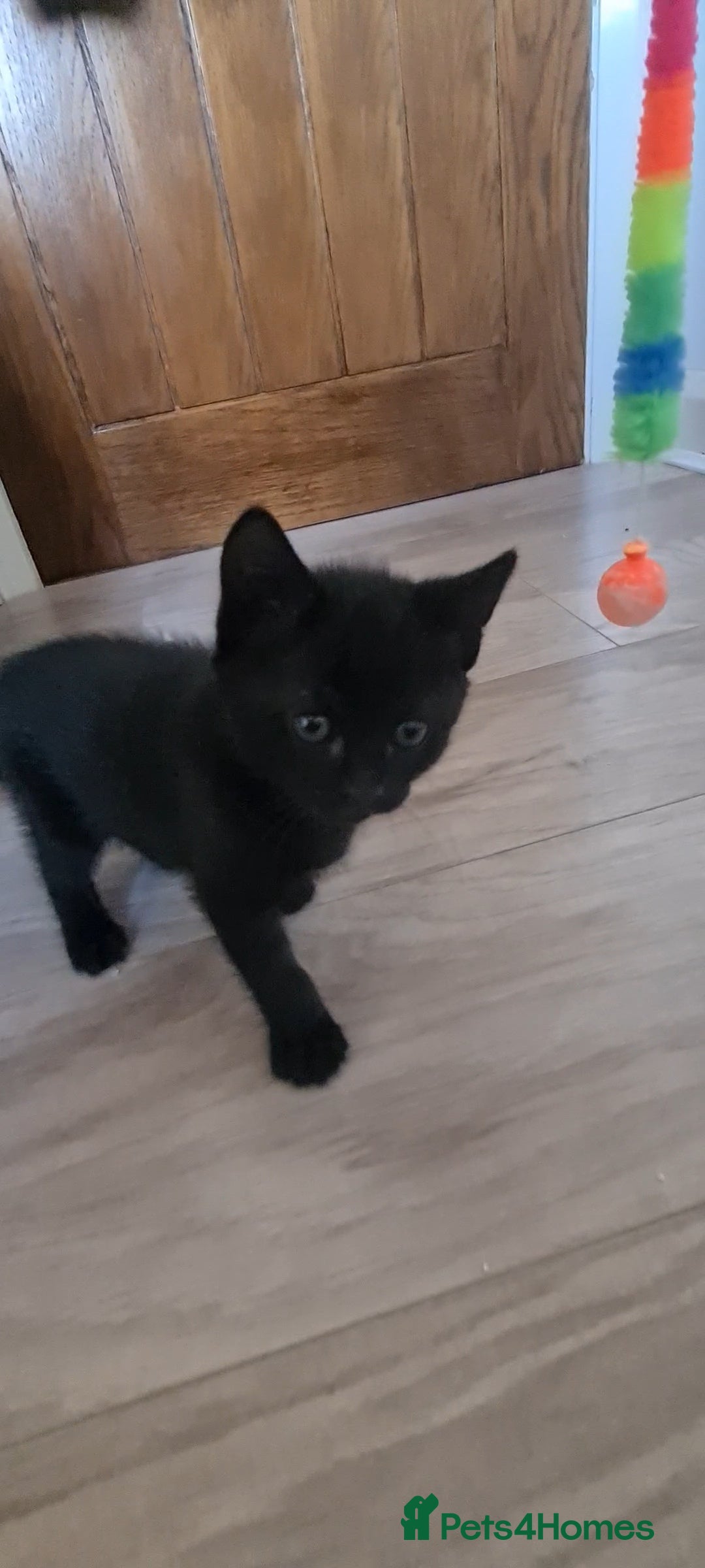 British Shorthair cats for sale: Lovely 1 black and 2 black & white kitten - Image 21