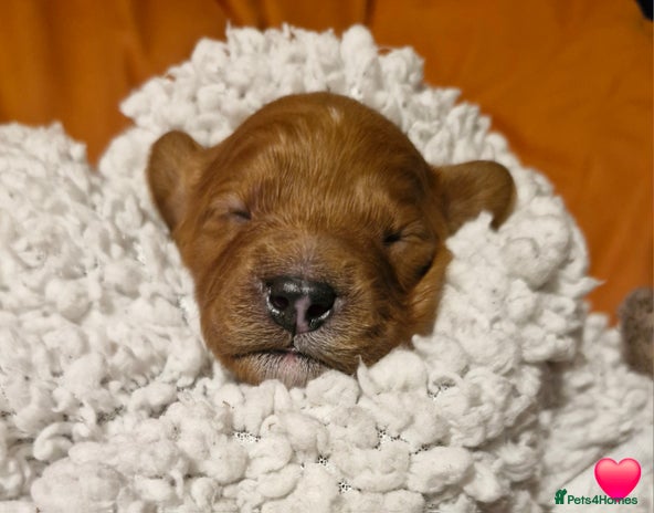 Cavapoo dogs Stunning F1 Cavapoo's Fully Health Tested Parents - Advert 1