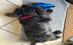 Miniature Schnauzer dogs for sale: Lovely KC Mini Schnauzer 4 months Fully Vaccinated - Image 7