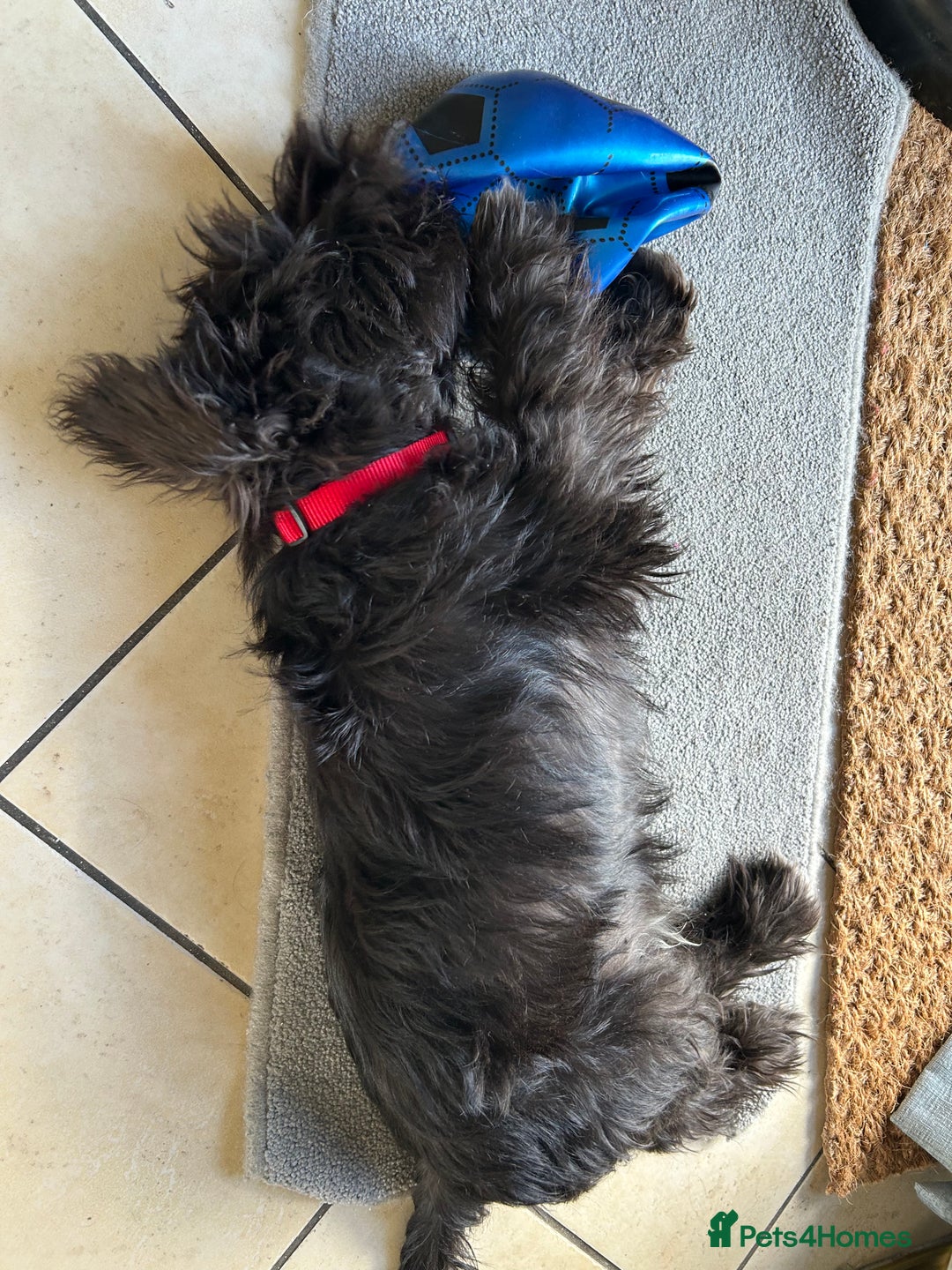 Miniature Schnauzer dogs for sale: Lovely KC Mini Schnauzer 4 months Fully Vaccinated - Image 7