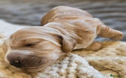 Cocker Spaniel dogs for sale: Cocker spaniel - Image 6