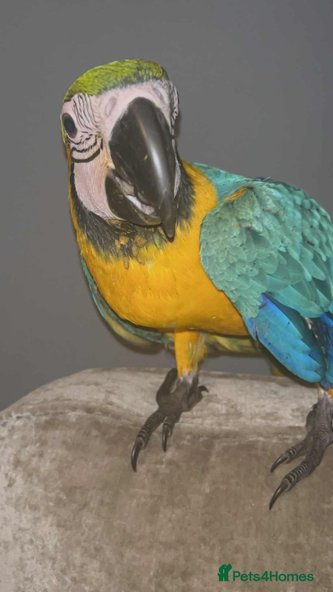 Macaws birds for sale: Hand reared blue & gold Macaw Chick - Image 3