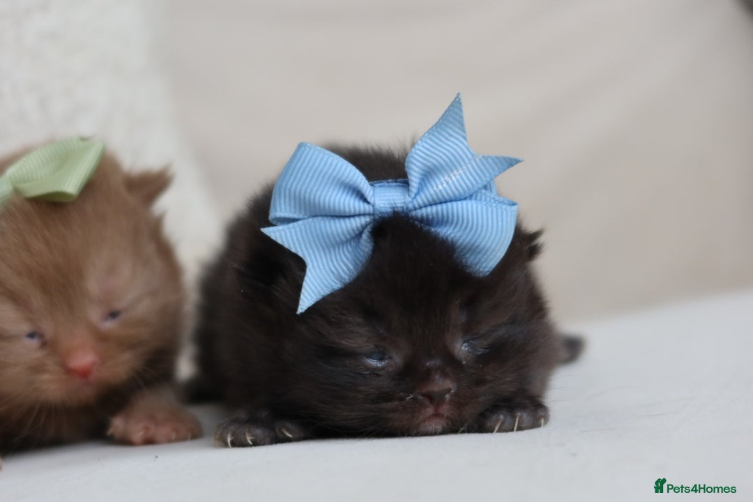 British Shorthair cats for sale: British Shorthair Kittens - Registered & Licensed - Image 8