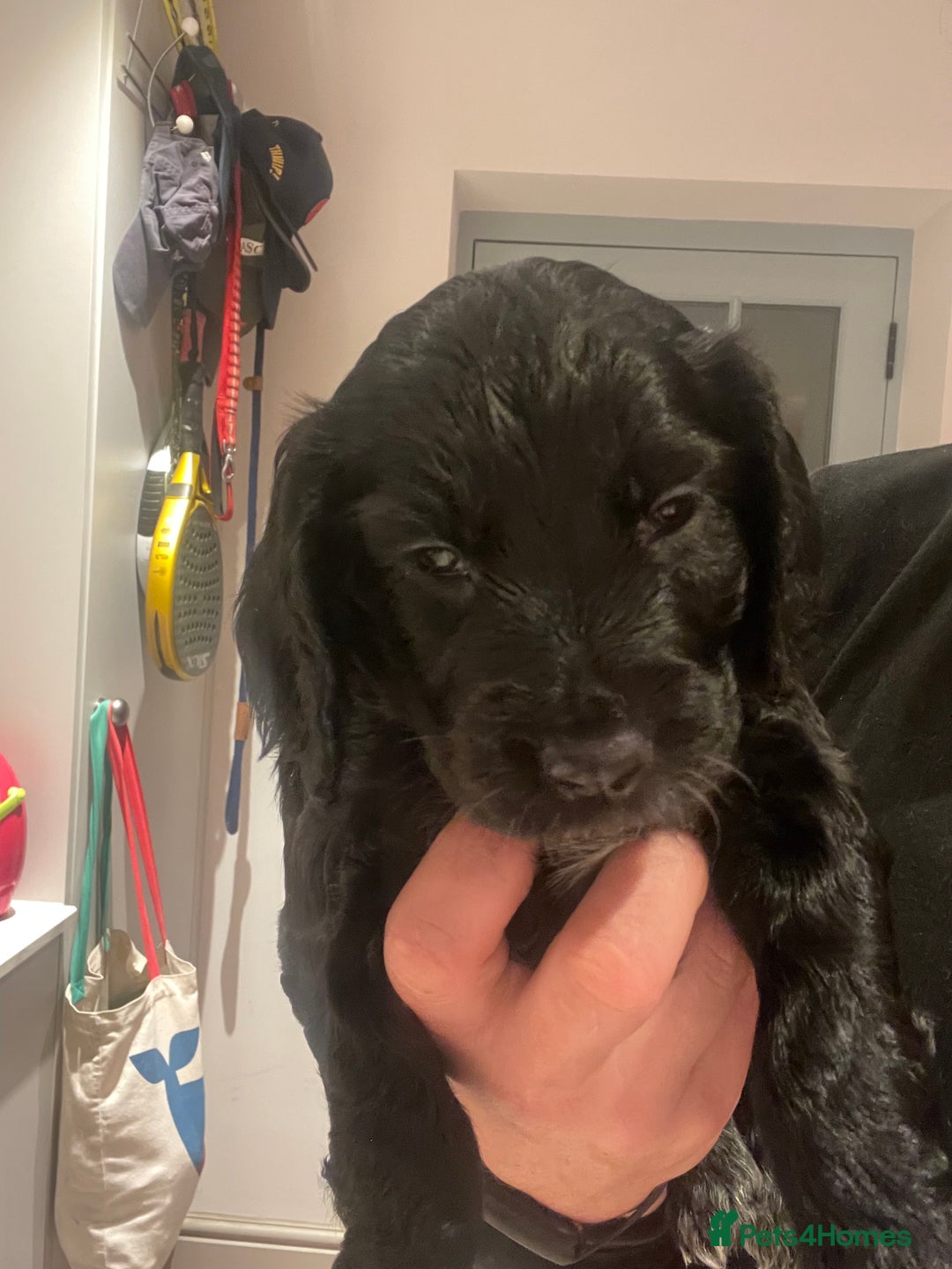 Cocker Spaniel dogs for sale: 2 working cocker puppies  - Advert 17