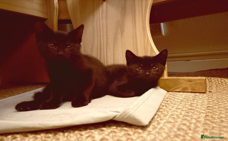 British Shorthair cats - Advert 16
