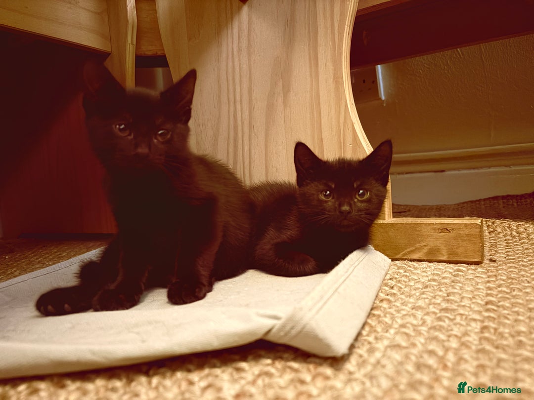 British Shorthair cats for sale: Last 2 kittens - Image 1