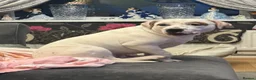 Staffordshire Bull Terrier dogs for sale: 10 month old staffie ghost  - Advert 6