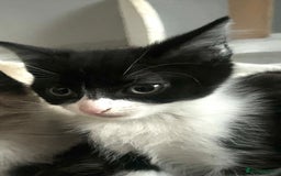 Mixed Breed cats for sale: Kittens  - Image 14