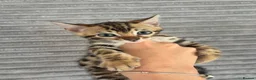 Bengal cats for sale: Perfect Bengal kittens  - Advert 5