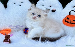 Ragdoll cats for sale: 🌸 GCCF Registered 🌸Exceptional Pedigree Ragdolls - Image 7