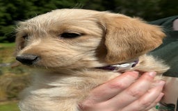 Labradoodle dogs for sale: Beautiful Puppies Ready for the Summer Holidays - Image 6
