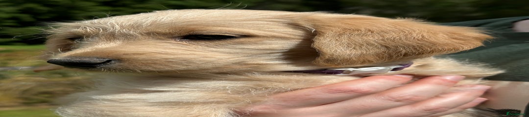 Labradoodle Puppy 3