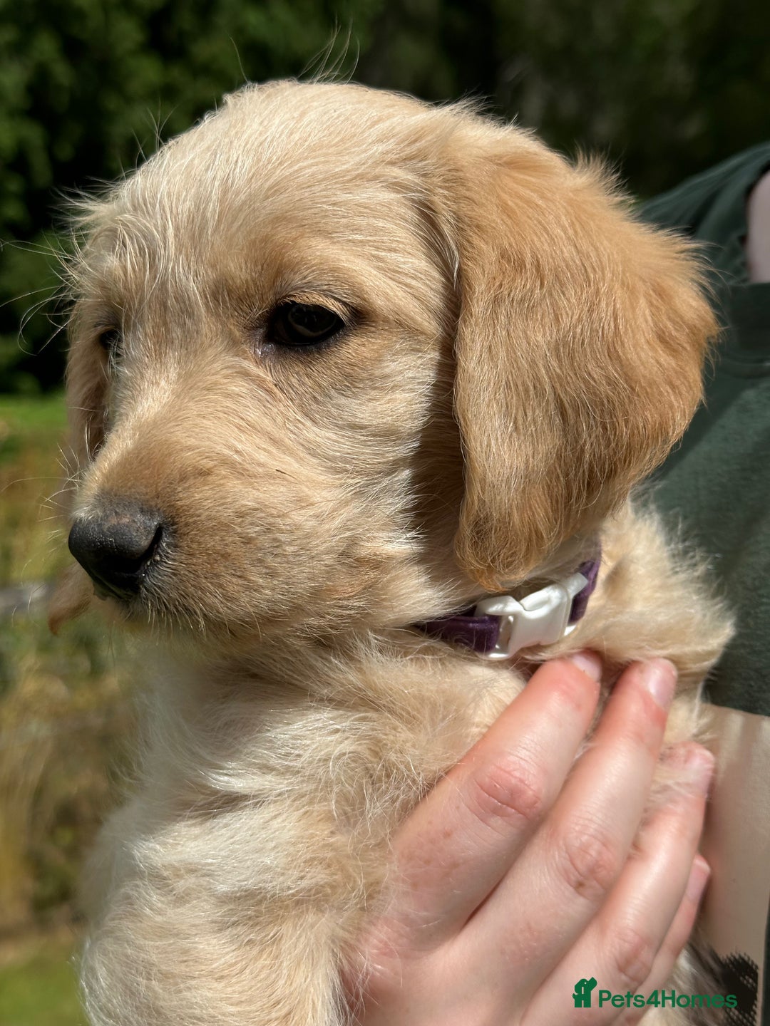 Labradoodle dogs for sale: Beautiful Puppies Ready for the Summer Holidays - Image 6