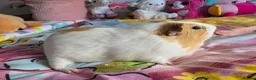Guinea Pig rodents for sale: 2 Male Guinea Pigs Complete Set Up in Gloucester - Advert 7