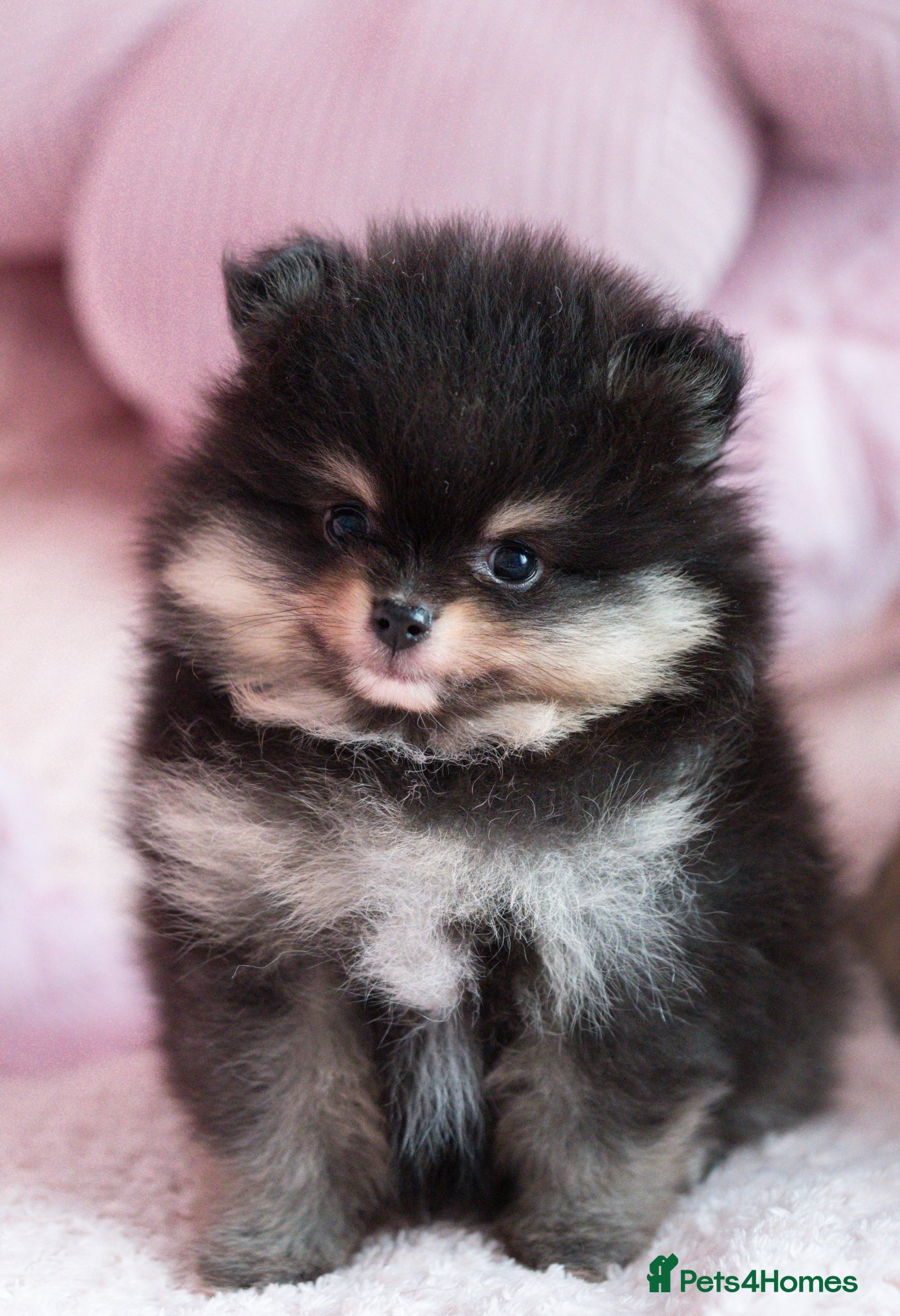 Pomeranian dogs KC registered Pomeranian Puppies - Advert 6