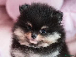 Pomeranian dogs KC registered Pomeranian Puppies - Advert 6