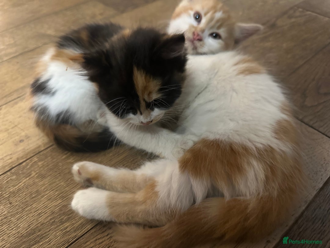 Mixed Breed cats for sale: Mixed Persian and Turkish Angora Kittens  - Image 9