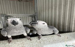 Parrots birds for sale: Talking African Greys for sale  - Image 2