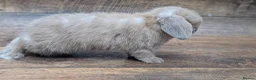 Mini Lop rabbits for sale: Mini lops shoe lines - Advert 8
