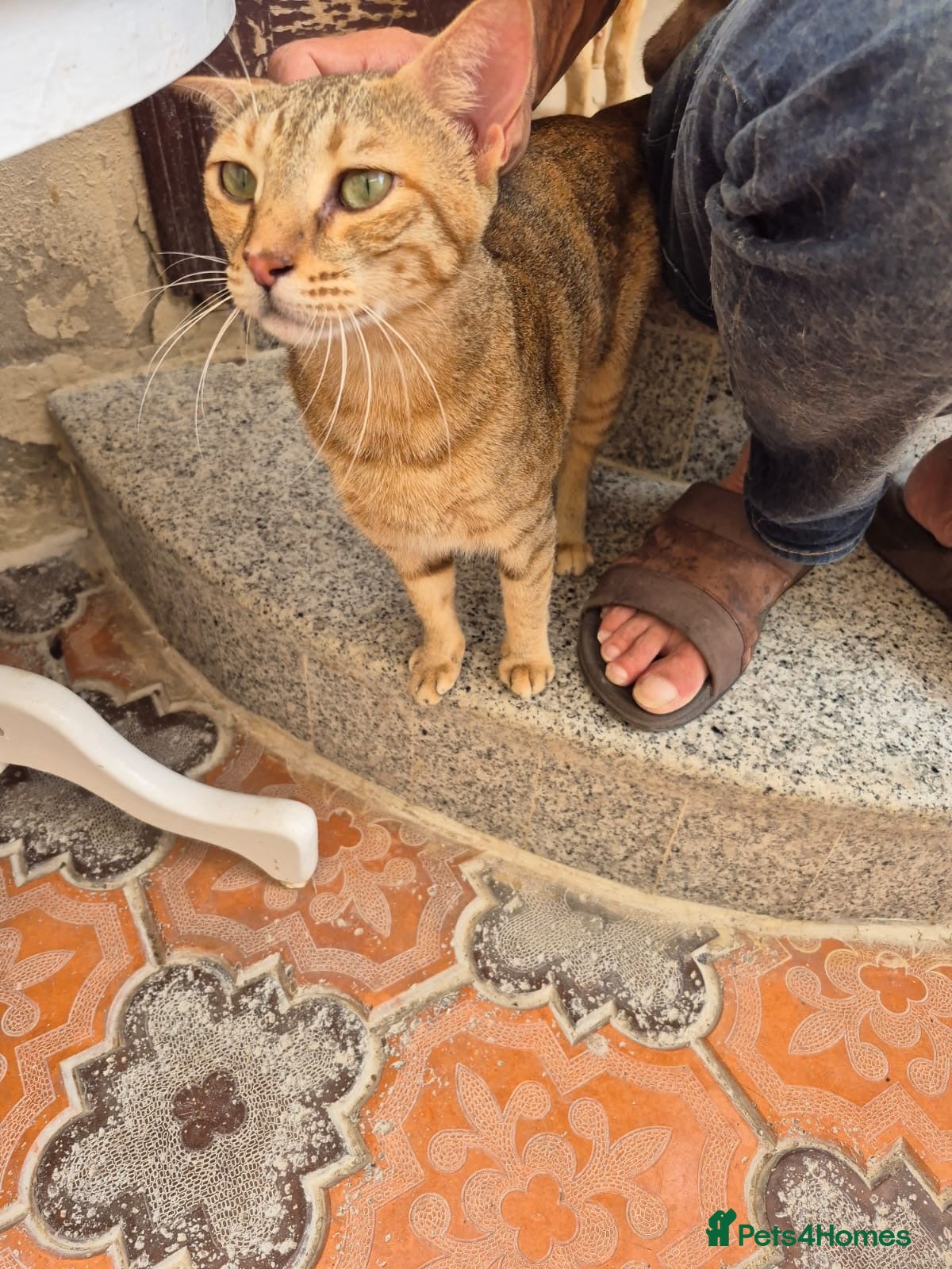 Domestic Shorthair cats Betty  - Advert 1