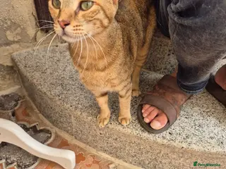 Domestic Shorthair cats Betty - Advert 1