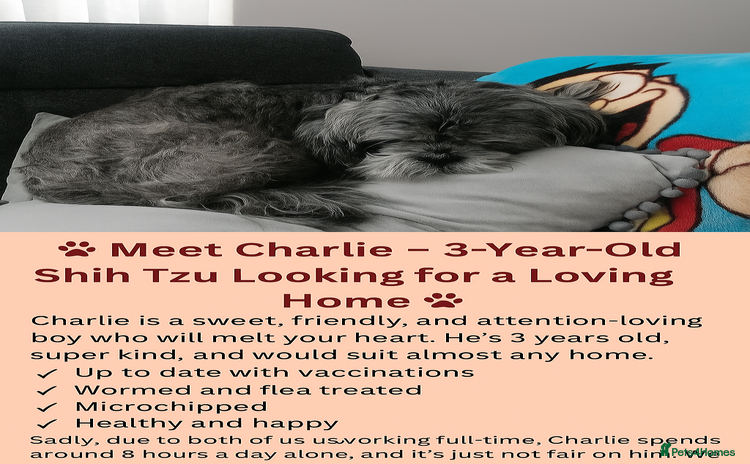 Shih Tzu dogs - Advert 14