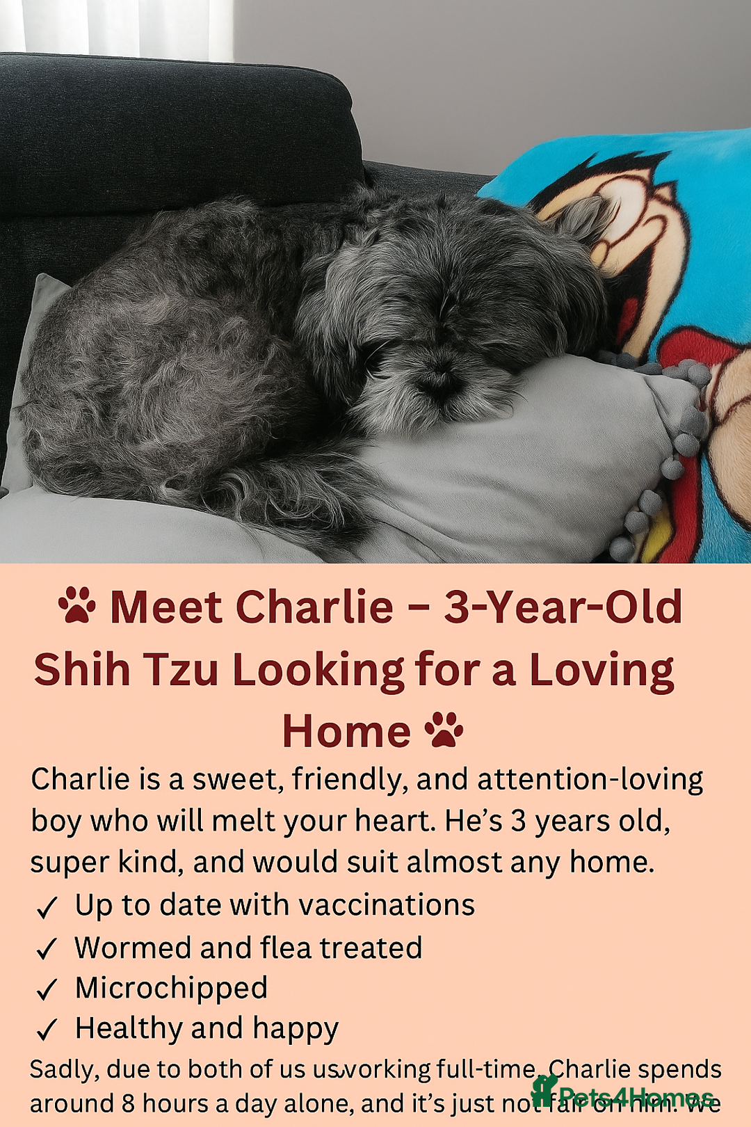 Shih Tzu dogs for sale: Boy charlie - Image 1