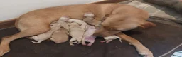 Labrador Retriever dogs for sale: Beautiful Labrador Puppies – Yellow & Fox Red in Crewkerne - Advert 3