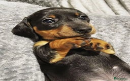 Dachshund dogs for sale: ✨Beautiful Miniature Dachshund ✨ - Image 1