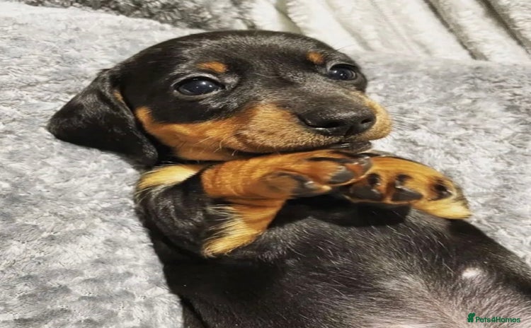 Dachshund dogs - Advert 8