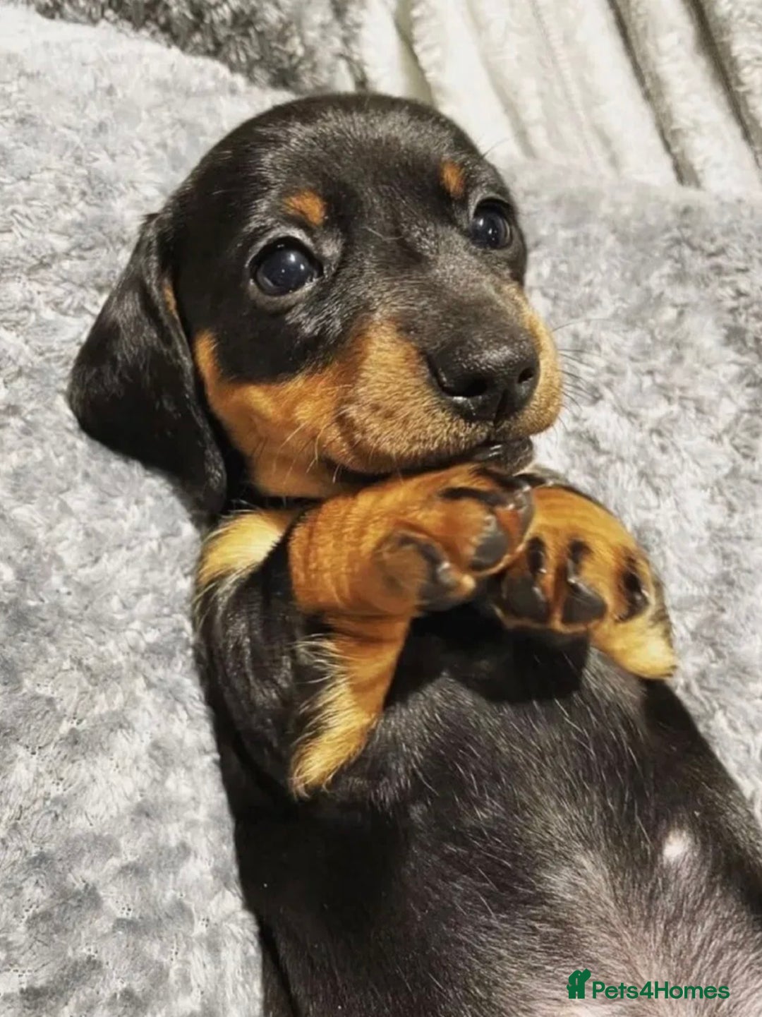 Dachshund dogs for sale: ✨Beautiful Miniature Dachshund ✨ - Image 1
