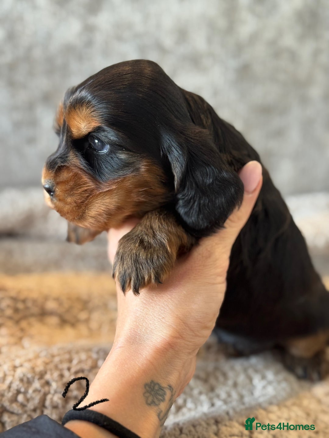 Cocker Spaniel dogs for sale: 100% TRUE SHOW TYPE HEALTH TESTED COCKER SPANIELS  - Advert 13