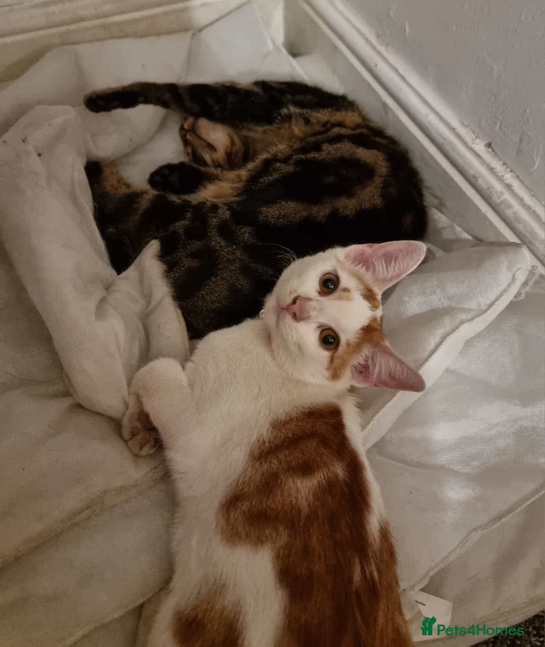 Brazilian Shorthair cats for sale: Family of 3 gorgeous cats for adoption - Advert 6